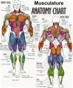 Fast And Slow Twitch Muscle Fibers Chart